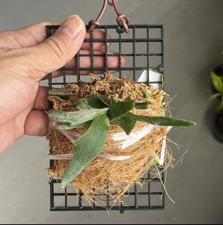 (Category: ) located in . Submitted by sghaworthiahabitat (Listing ID 1444723055, Image 1). Description: .