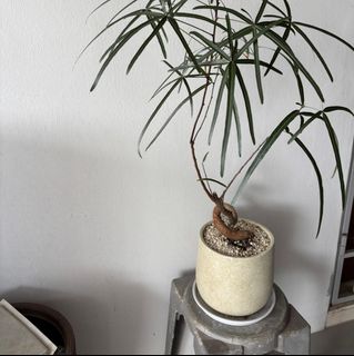 (Category: ) located in . Submitted by greystokes (Listing ID 1444729099, Image 1). Description: .