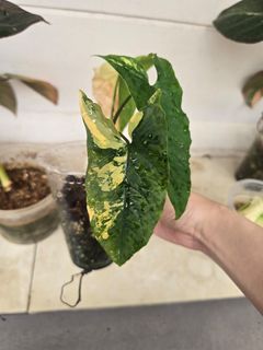 (Category: ) located in . Submitted by notenoughplants (Listing ID 1444756620, Image 1). Description: .