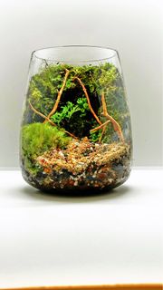 (Category: ) located in . Submitted by green_canopy_ideas (Listing ID 1444711893, Image 1). Description: .