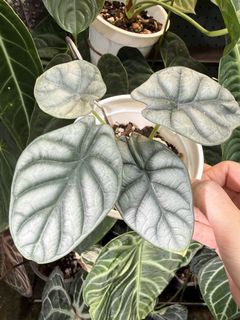 （分類：）位於 。 由 apaplants 提交（商品編號 1441447665，圖片 1）。簡介： 。