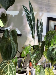 (Category: ) located in . Submitted by planteric (Listing ID 1440987796, Image 1). Description: .
