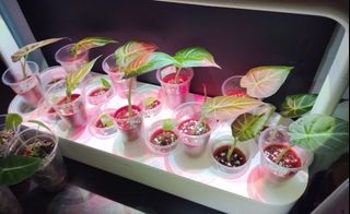 (Category: ) located in . Submitted by plants_n_such (Listing ID 1441432480, Image 1). Description: .