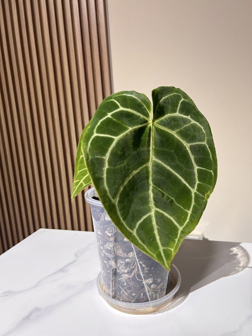 Anthurium Crystallinum (Category: Plants & Seeds) located in Singapore. Submitted by mattpoh14 (Listing ID 1441539332, Image 2). Description: Potted in aroid mix - 16cm pot. Actively growing..