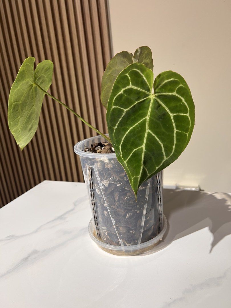 Anthurium Crystallinum (Category: Plants & Seeds) located in Singapore. Submitted by mattpoh14 (Listing ID 1441539332, Image 3). Description: Potted in aroid mix - 16cm pot. Actively growing..