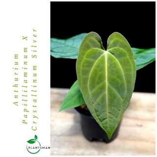 (Category: ) located in . Submitted by plantsman.sg (Listing ID 1441494663, Image 1). Description: .