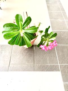 (Category: ) located in . Submitted by flowersg50 (Listing ID 1441521793, Image 1). Description: .