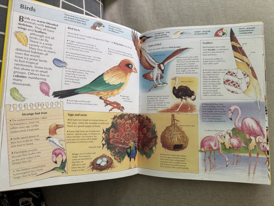 Encyclopedia (Category: Children's Books) located in Singapore. Submitted by labbitpj (Listing ID 1441398613, Image 6). Description: - Two engaging children's books for young readers. - DK's Human Body Encyclopedia: Packed with facts & illustrations $10 - 5000 Fantastic Facts: Covers a wide range of topics $20 - Ideal for curious minds eager to learn..