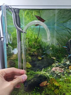 (Category: ) located in . Submitted by silverforest-c1a8 (Listing ID 1441565662, Image 1). Description: .