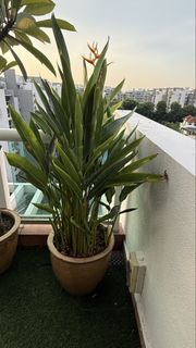 (Category: ) located in . Submitted by Rickn (Listing ID 1441493256, Image 1). Description: .