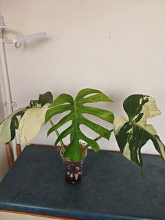 (Category: ) located in . Submitted by gardenavenue4 (Listing ID 1440722767, Image 1). Description: .