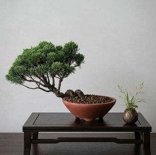 Bonsai  Collection item 2
