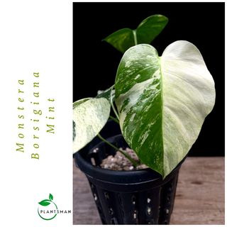 (Category: ) located in . Submitted by plantsman.sg (Listing ID 1441422461, Image 1). Description: .