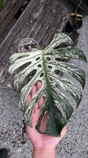 (Category: ) located in . Submitted by aplothercary.plants (Listing ID 1441503516, Image 1). Description: .