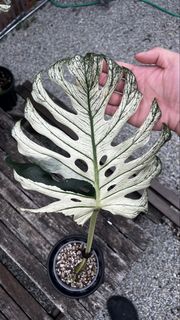 (Category: ) located in . Submitted by aplothercary.plants (Listing ID 1441505528, Image 1). Description: .