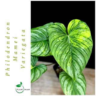 Philodendron Collection item 1