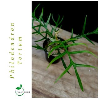 Elegant Philodendron (Philodendron angustisectum or philodendron tortum)  Plants, Furniture & Home Living, Gardening, Plants & Seeds on Carousell