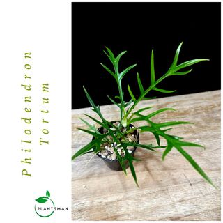 philodendron white princess tricolor kaufen 4