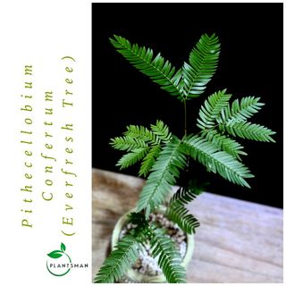 (Category: ) located in . Submitted by plantsman.sg (Listing ID 1441419988, Image 1). Description: .