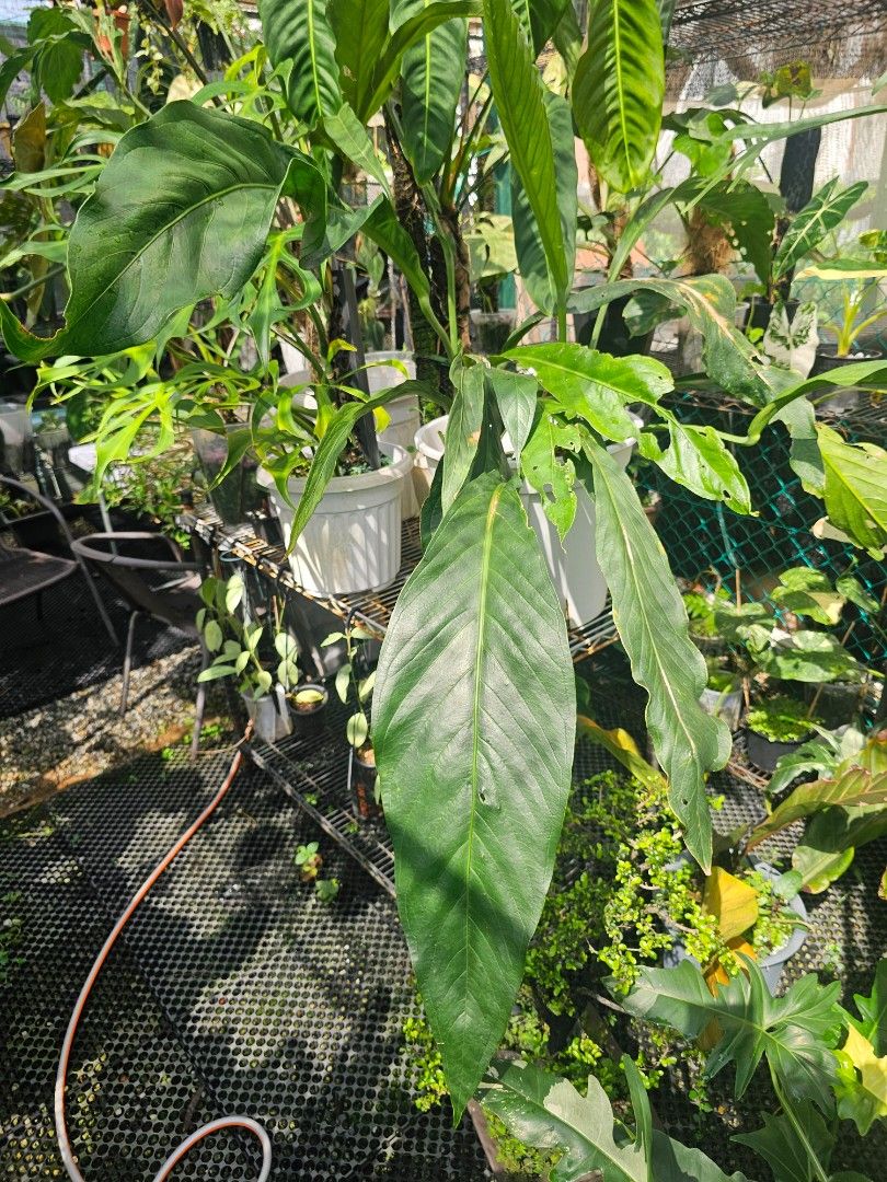 Plot take over (Category: Plants & Seeds) located in Singapore. Submitted by sphynix_studios (Listing ID 1441402647, Image 2). Description: Best offers, must take all plants, or take over plot. burle Marx Flame sold Billie Variegated Anthurium Big Bill Anthurium Regale Monstera Mint philodendron Anthurium Caudex Bonsai.