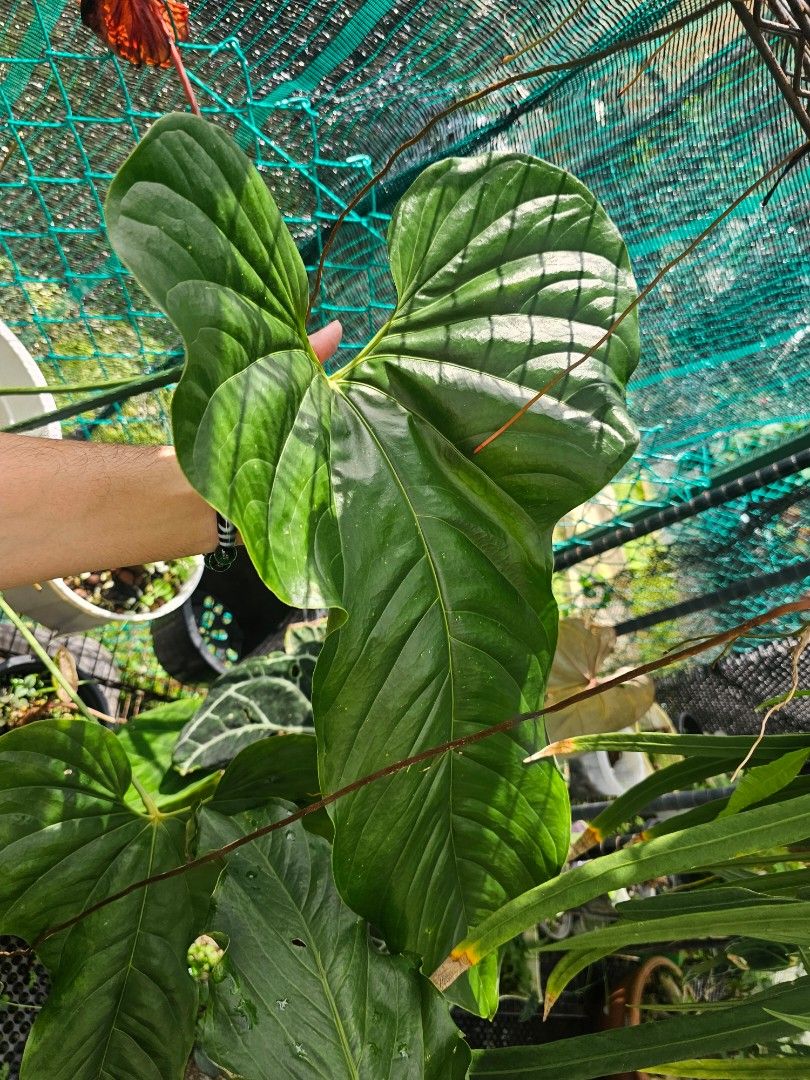 Plot take over (Category: Plants & Seeds) located in Singapore. Submitted by sphynix_studios (Listing ID 1441402647, Image 3). Description: Best offers, must take all plants, or take over plot. burle Marx Flame sold Billie Variegated Anthurium Big Bill Anthurium Regale Monstera Mint philodendron Anthurium Caudex Bonsai.