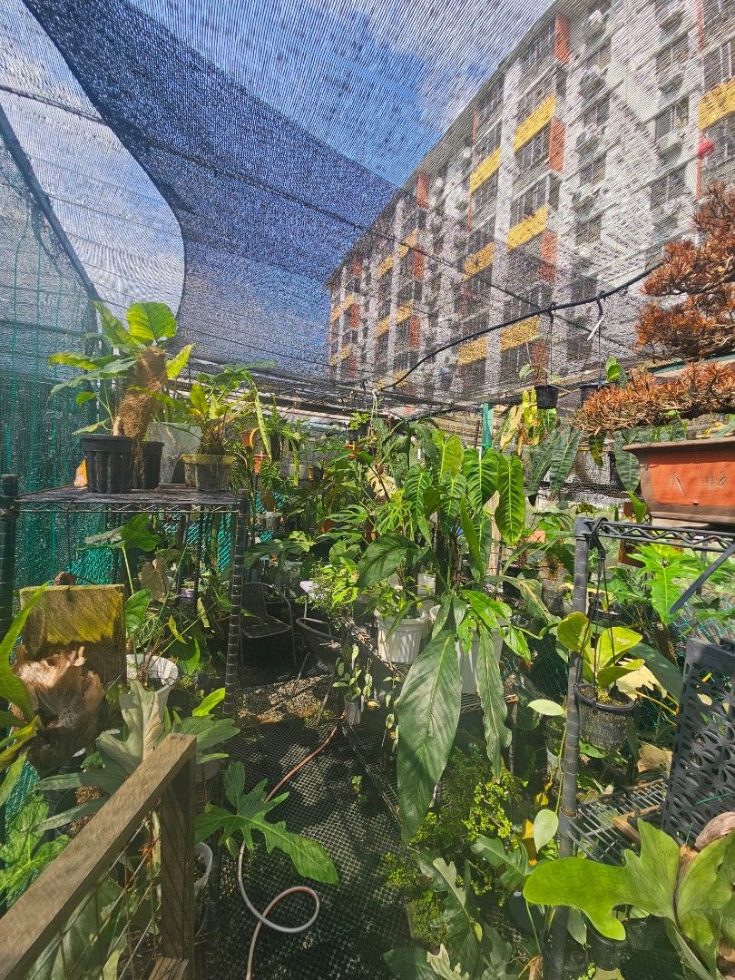 Plot take over (Category: Plants & Seeds) located in Singapore. Submitted by sphynix_studios (Listing ID 1441402647, Image 1). Description: Best offers, must take all plants, or take over plot. burle Marx Flame sold Billie Variegated Anthurium Big Bill Anthurium Regale Monstera Mint philodendron Anthurium Caudex Bonsai.