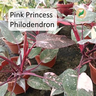 Philodendron pink princess For Sale | Plants & Seeds | Carousell Singapore