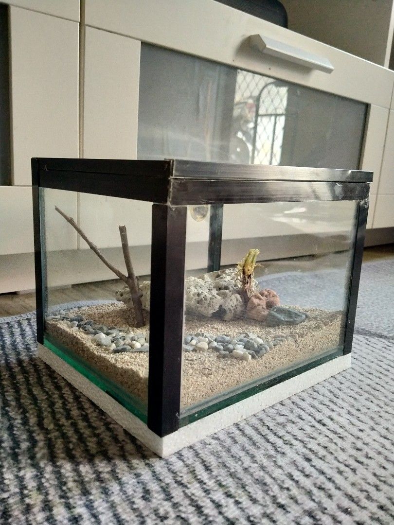 Small Glass Aquarium Tank with Decorations (Category: Homes & Other Pet Accessories) located in Binan City. Submitted by scuteriztha (Listing ID 1441566636, Image 2). Description: for hot scorps cube enclosure thick glass 1/4 thick 7 1/2 length 6 1/2 width 5 1/2! height via inches stainless top ventilation sliding top front with aluminum framing with aluminum handle with fine sand with coral with bark with peatmoss with rocks. with tiny rock with