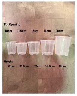 (Category: ) located in . Submitted by seletar_plants (Listing ID 1441542431, Image 1). Description: .