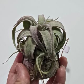 （分類：）位於 。 由 eyip340340 提交（商品編號 1445002070，圖片 1）。簡介： 。