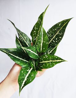 (Category: ) located in . Submitted by goodflorist (Listing ID 1444940106, Image 1). Description: .
