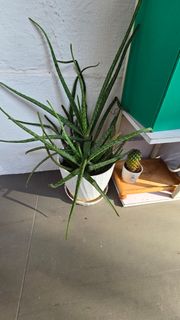 (Category: ) located in . Submitted by mrose.p (Listing ID 1444963183, Image 1). Description: .