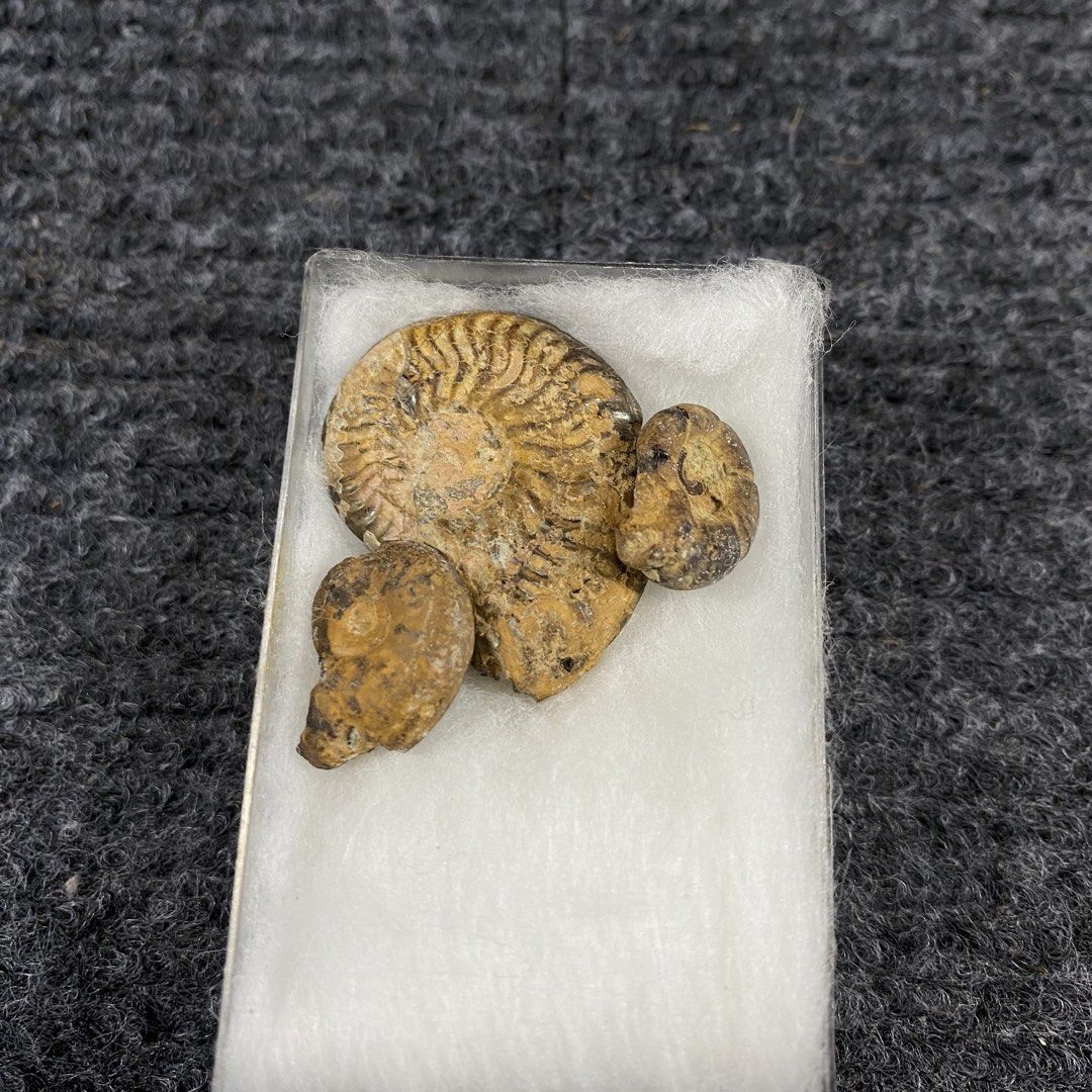 Ammonite Fossils in Display Case (Category: Vintage Collectibles) located in Valenzuela. Submitted by Ponjshopp (Listing ID 1444896963, Image 1). Description: - Collection of 3 ammonite fossils - Main fossil features distinct spiral patterns - Comes in a clear display case with white padding - Ideal for fossil collectors or as a unique home decor item - Barcode sticker present on the back of the case.