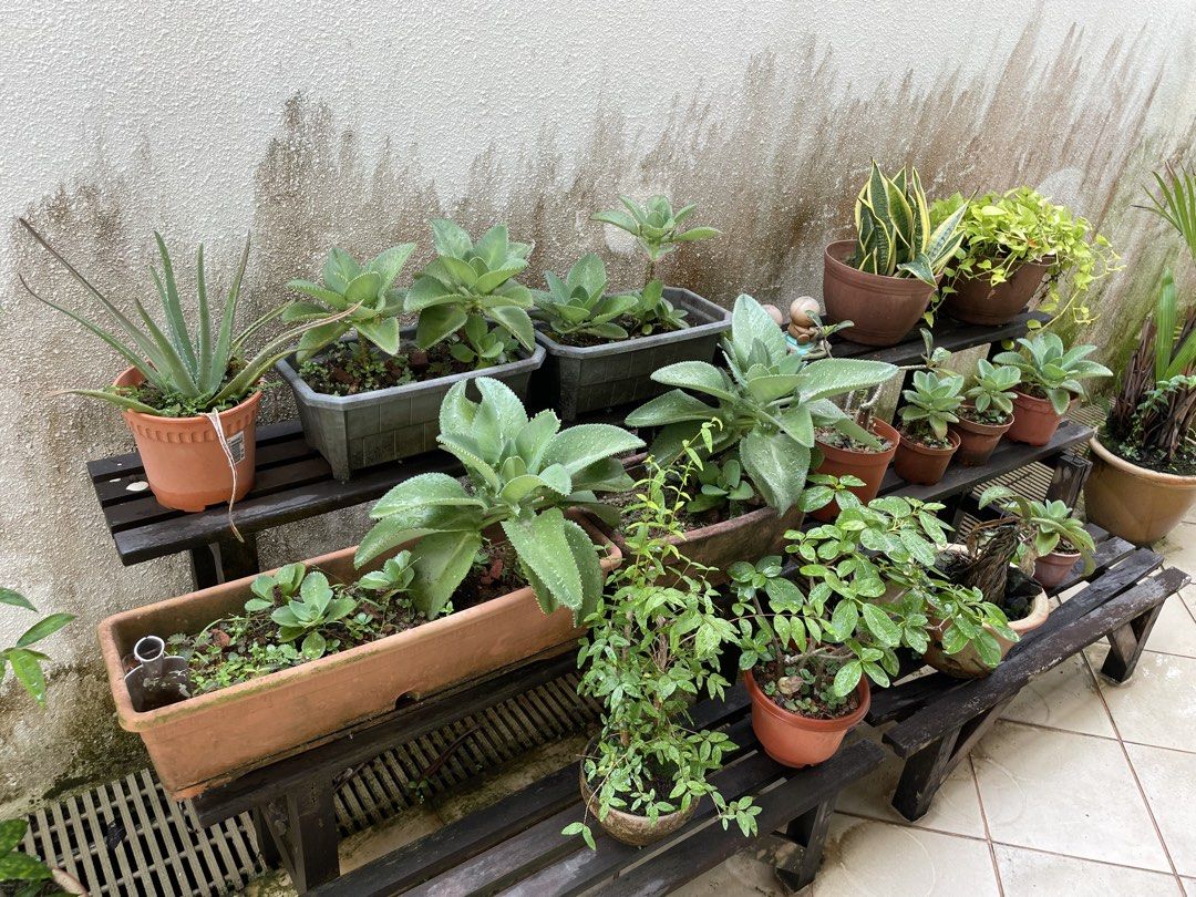 Assorted plants487394428753039360