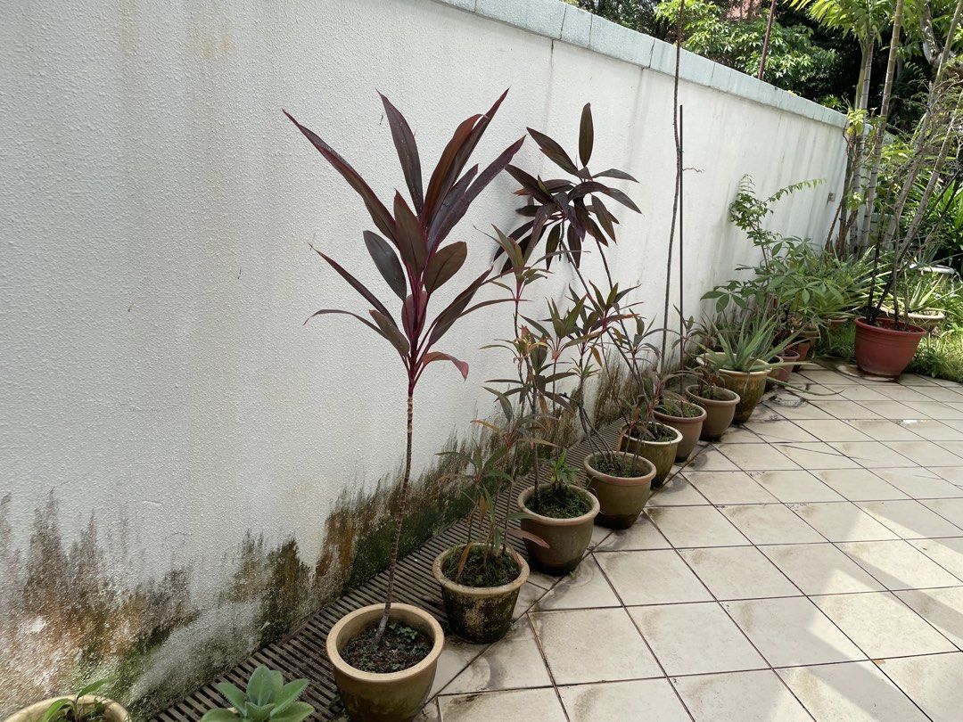 Assorted plants487394428753039363