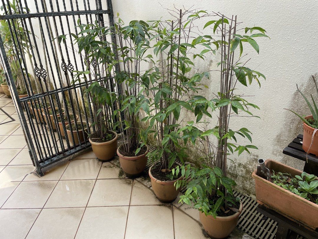 Assorted plants487394428753039362
