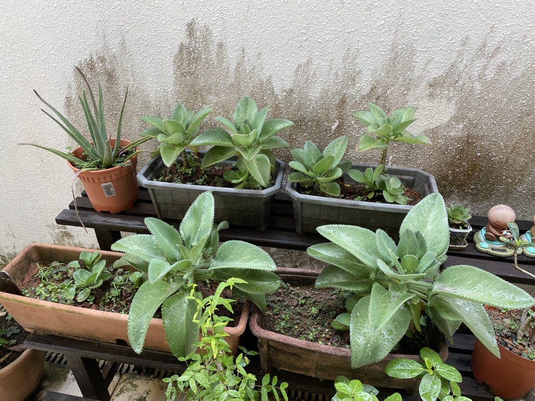 Assorted plants487394428753039361