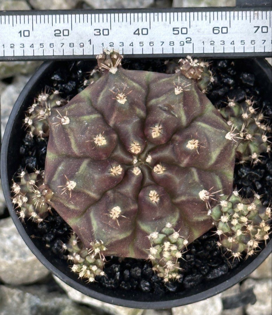 Bomlight (Category: Plants & Seeds) located in Singapore. Submitted by etxwcactus (Listing ID 1445019549, Image 3). Description: .