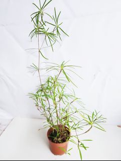 (Category: ) located in . Submitted by goodflorist (Listing ID 1444938761, Image 1). Description: .