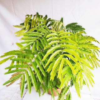 (Category: ) located in . Submitted by goodflorist (Listing ID 1444942973, Image 1). Description: .
