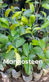(Category: ) located in . Submitted by urbanseedling.b87f06 (Listing ID 1444975874, Image 1). Description: .