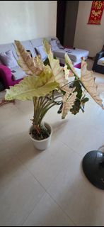 (Category: ) located in . Submitted by brpat (Listing ID 1444895771, Image 1). Description: .