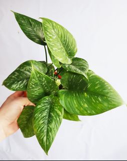 (Category: ) located in . Submitted by goodflorist (Listing ID 1444939044, Image 1). Description: .