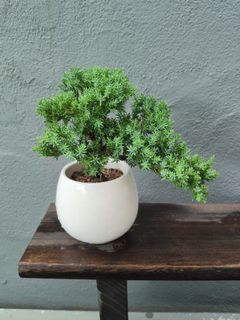 Bonsai  Collection item 3