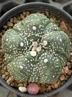 (Category: ) located in . Submitted by etxwcactus (Listing ID 1445018102, Image 1). Description: .