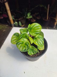 (Category: ) located in . Submitted by sindo.sg (Listing ID 1444881932, Image 1). Description: .