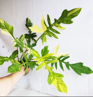 (Category: ) located in . Submitted by goodflorist (Listing ID 1444943182, Image 1). Description: .