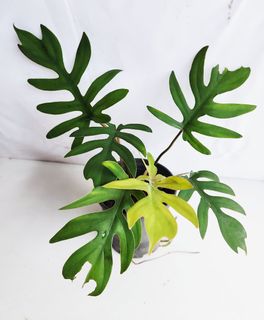 (Category: ) located in . Submitted by goodflorist (Listing ID 1444940247, Image 1). Description: .