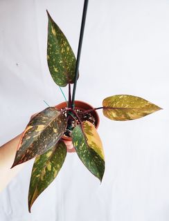 (Category: ) located in . Submitted by goodflorist (Listing ID 1444941647, Image 1). Description: .