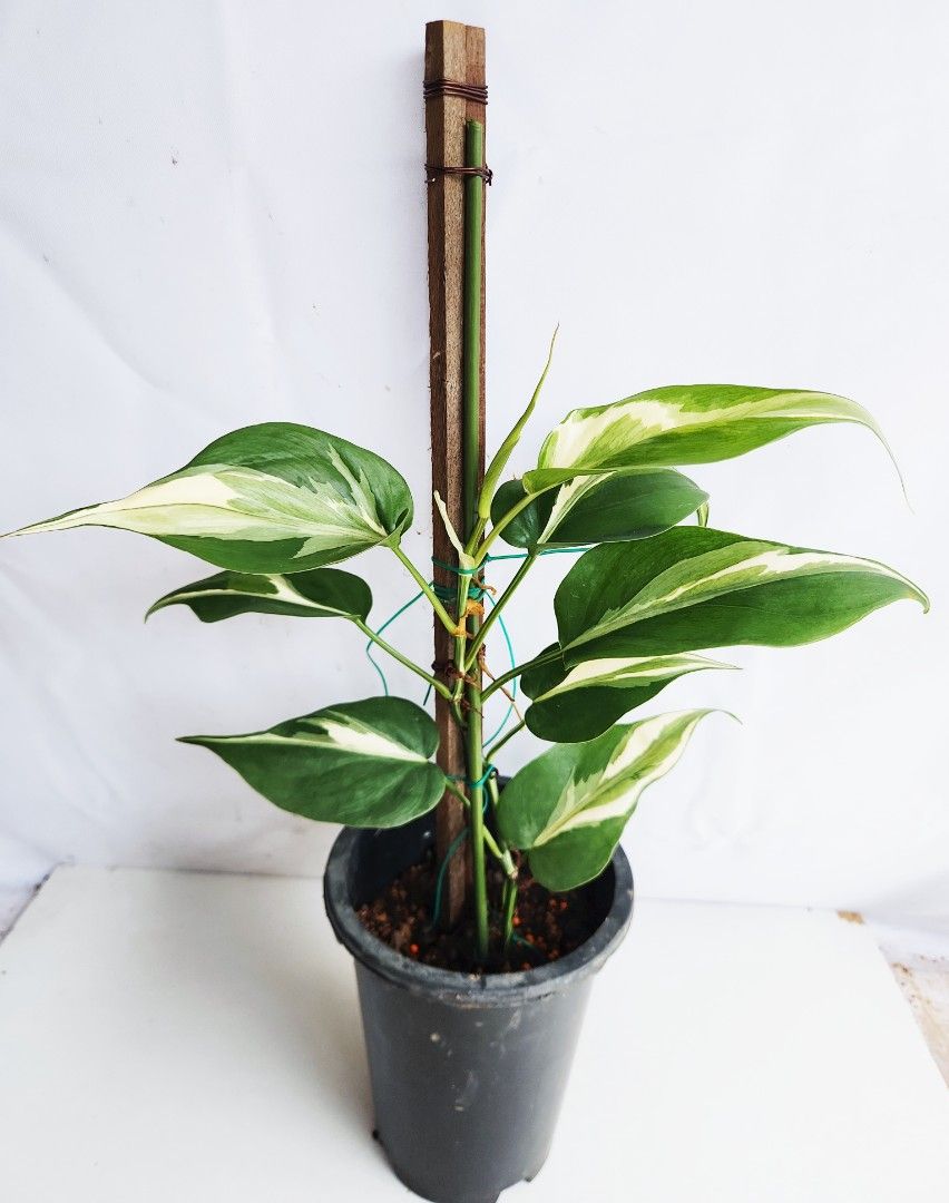 Philodendron Rio487394431573708803